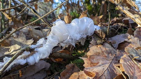 De baard van koning winter 