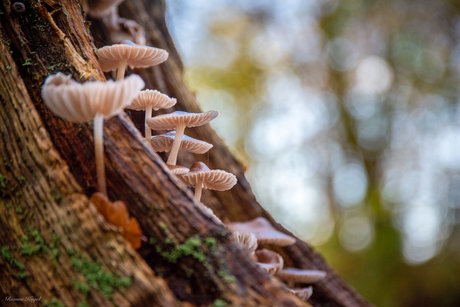 Familie paddenstoel