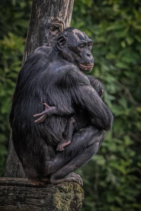 Bonobo moeder met kind