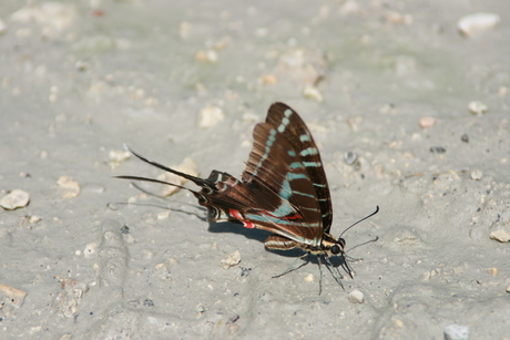 Vlinders in Mexico