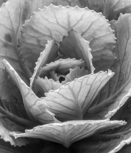 mystic black and white flower