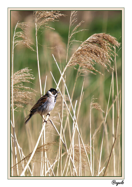 rietgors in het riet