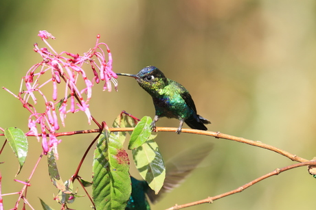 fiery-throated hummingbird