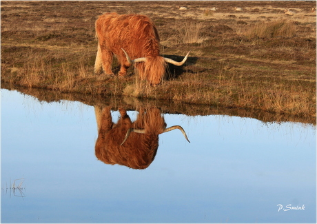 Spiegelbeeld