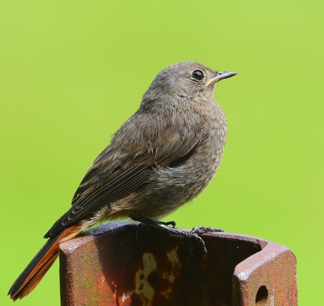 Jonge Zwarte Roodstaart