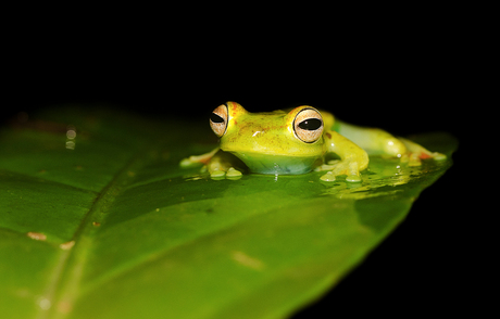 Palmer's treefrog