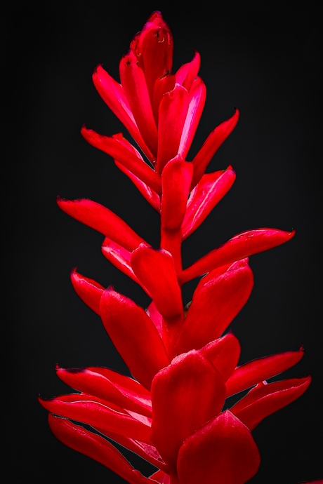 Bloem