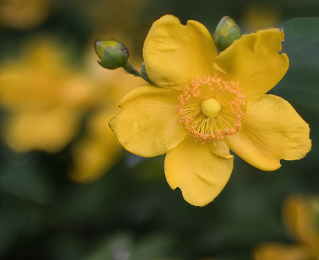 Hertshooi (Hypericum)