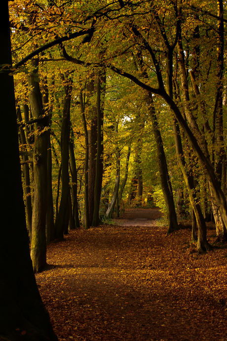 Bos bij Erenstein