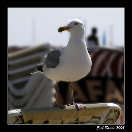 Dat is mijn strandstoel