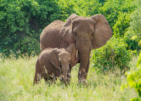 Olifant met haar jong