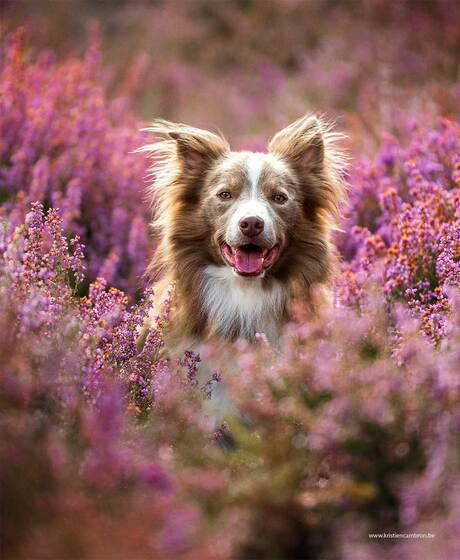 Billie in de heide