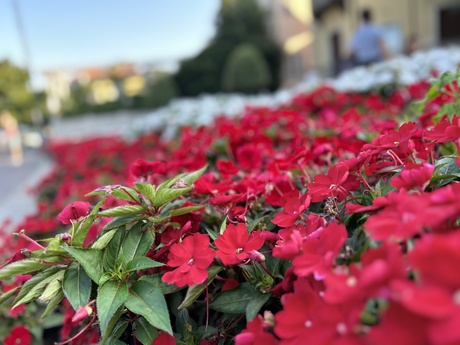 Red Flowers