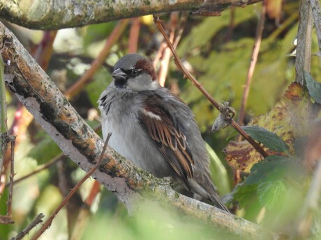 Dumfries (met een knipoog)