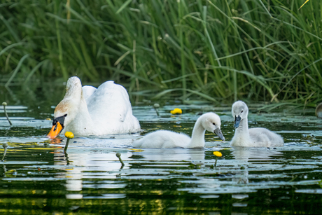 Zwaan met jongen