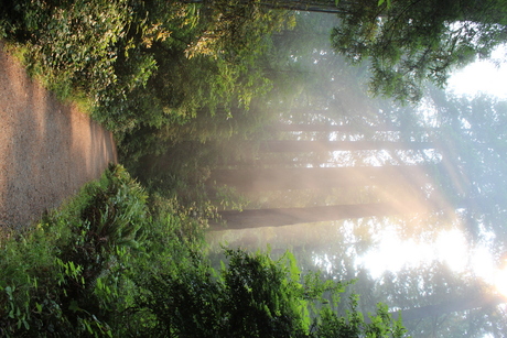 Cloudy forest