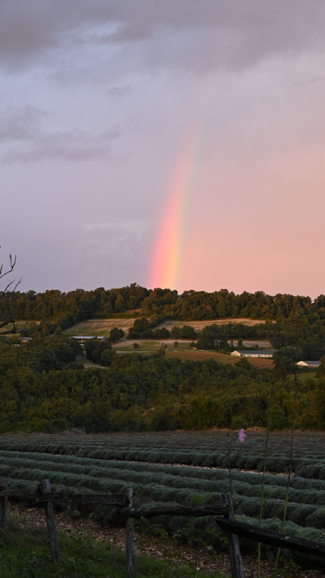 Rainbow 