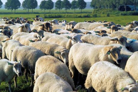 schapen in Eemnesser polder