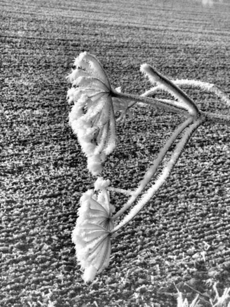 PICT0059.verkleind. Winterland