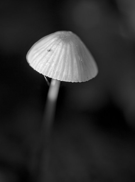 mini herfst in zwart/wit