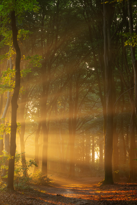 Morning Gold