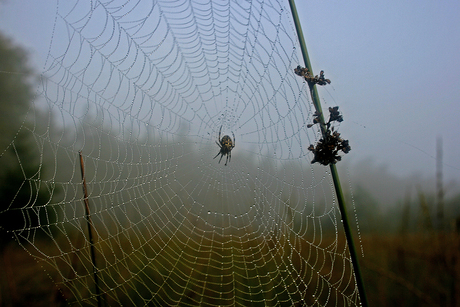 web met spin.