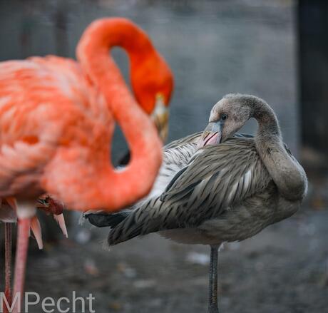 Samen 