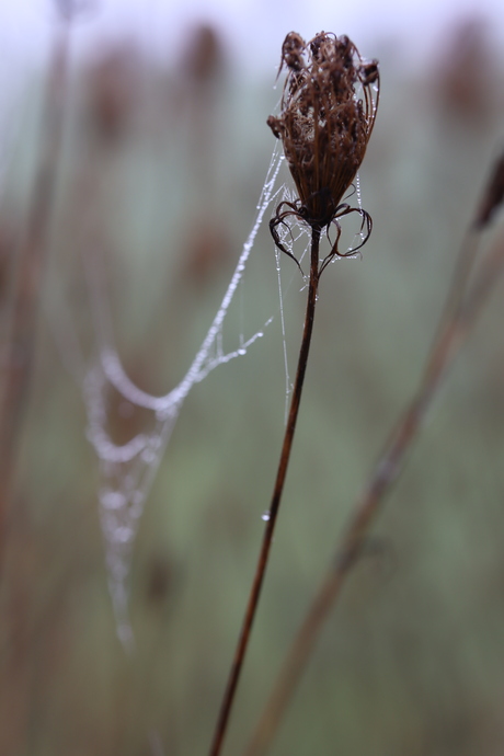 Mist in de herfst