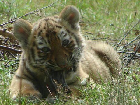 baby tijger