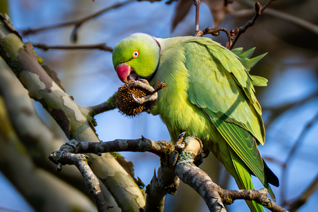 Groene halsbandparkiet