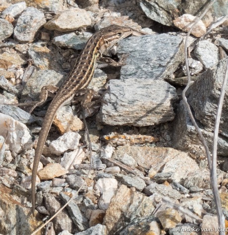 Spaanse muurhagedis, ook wel murciamuurhagedis (Podarcis hispanicus)