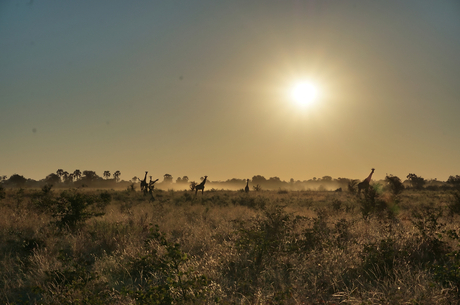 Zonsondergang in de Okavango Delta
