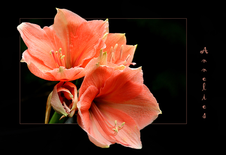 amaryllis voor oranje...