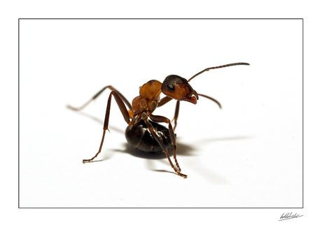 Ant Art
