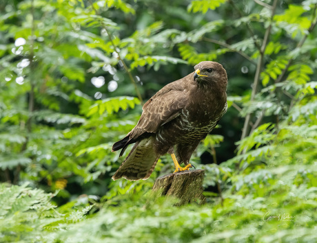 Buizerd