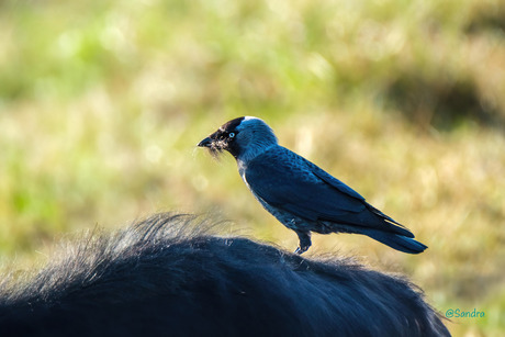 Nestmateriaal 