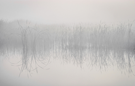 Misty Morning