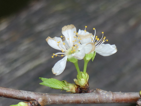 Prunus
