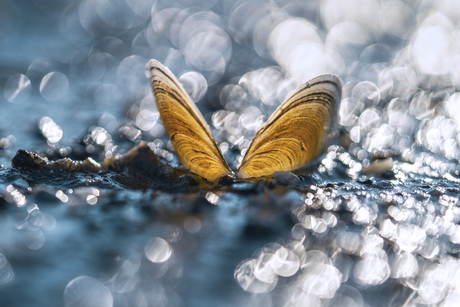 Verdronken vlinder