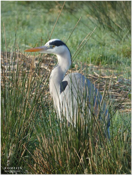 Zilverreiger