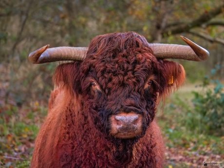 Ineens hoor ik iets. Ik draai me om en kijk in de ogen van deze vriendelijke reus. De stier staat een meter bij me vandaan en is nieuwsgierig. Ik loop rustig weg van hem en maak deze foto.