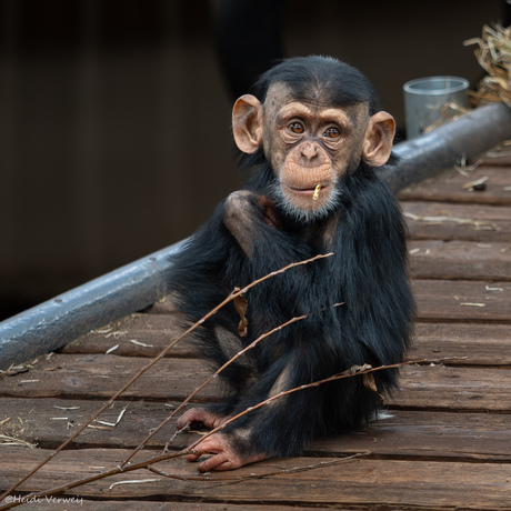 Baby chimpansee