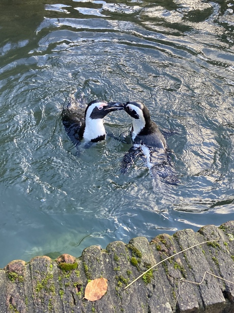 Kissing animals