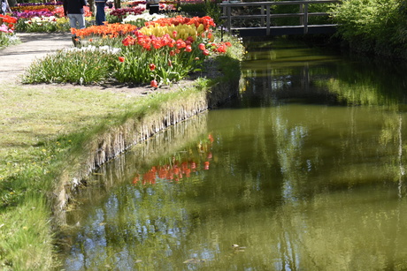 Tulp