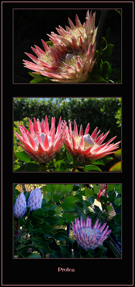 Protea collage