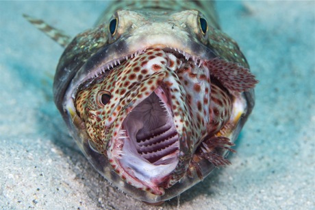 Lizardfish met grouper