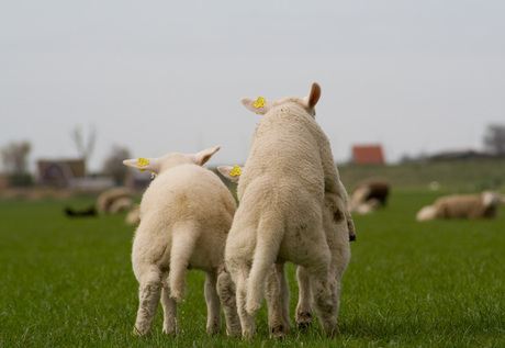 De jeugd van tegenwoordig