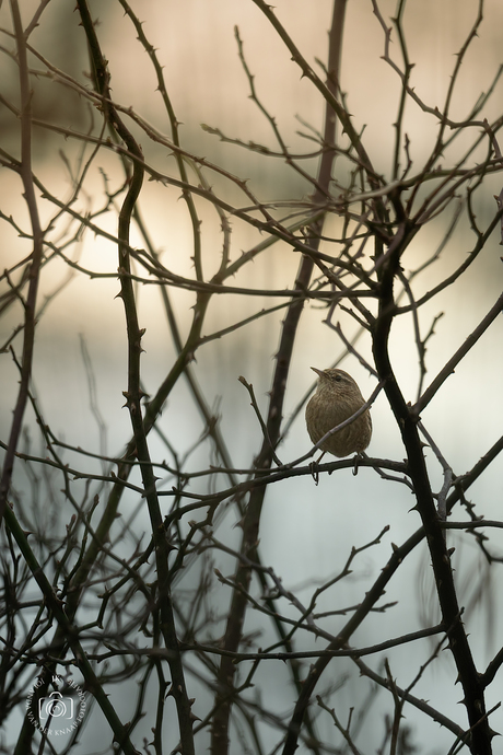 Winterkoninkje verscholen tussen de takjes