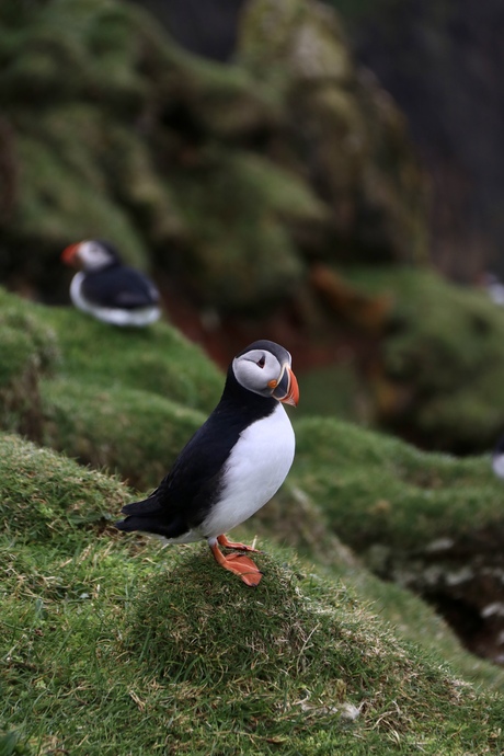 Puffins