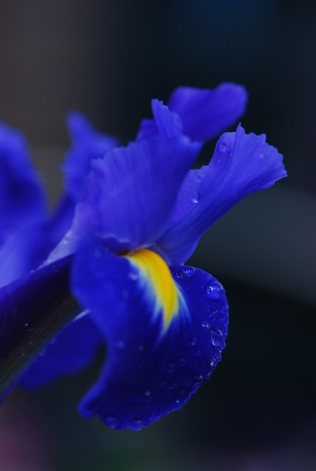 Blauwe iris 2